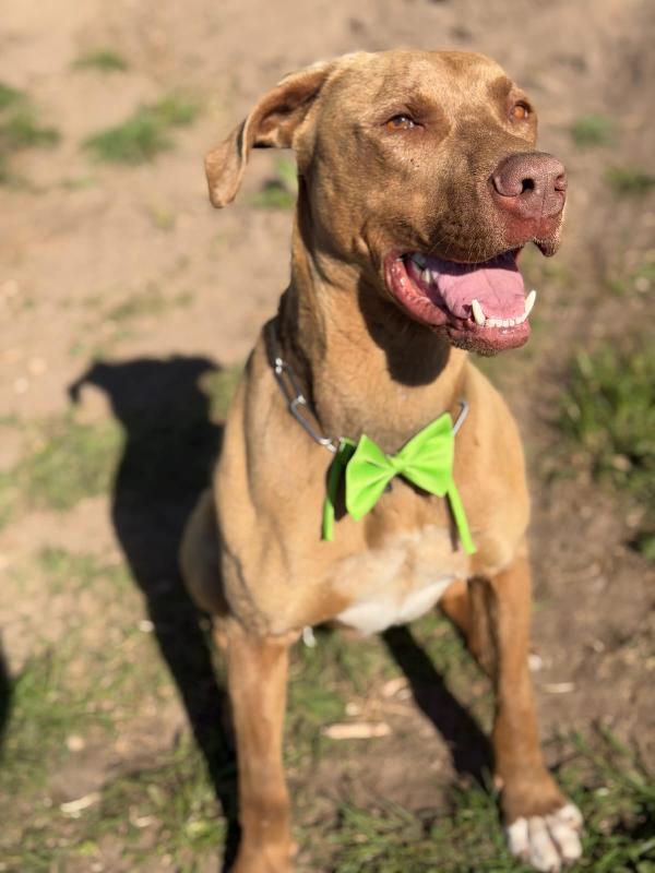 Zoro, splendido simil Pitbull Red Nose Foto 6